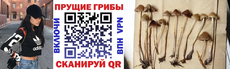 omg как зайти  цены   Остров  Галлюциногенные грибы ЛСД 